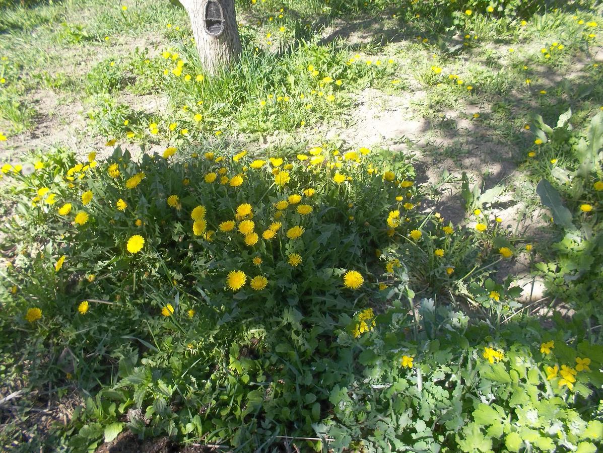 Issyk-Kul - Camping Grigoryevka Hotell Grigor'yevka Eksteriør bilde