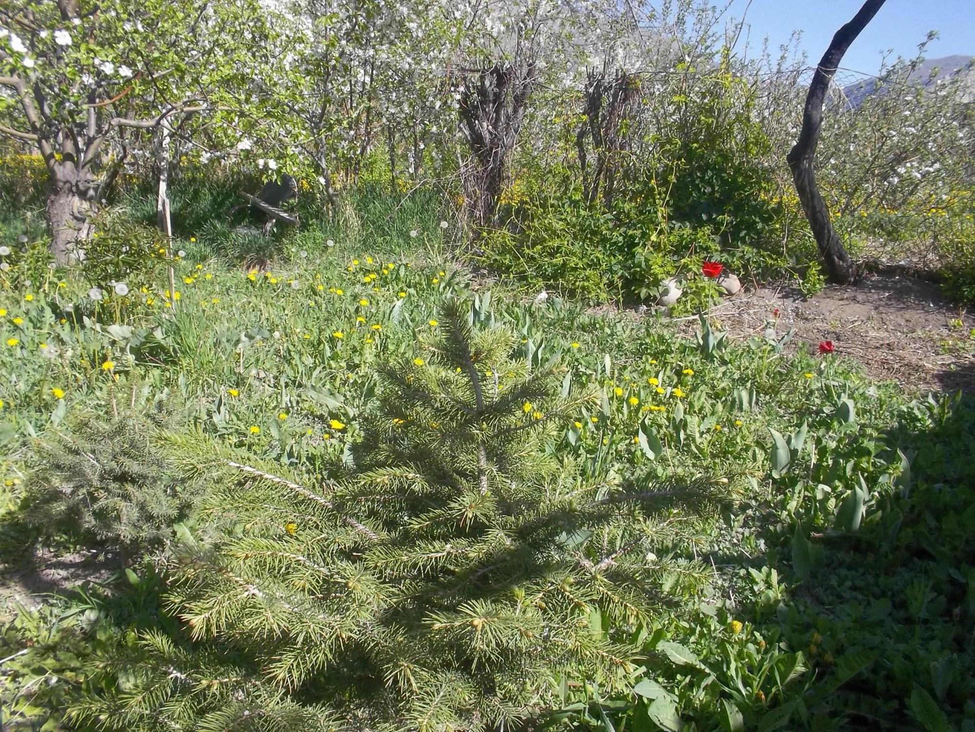 Issyk-Kul - Camping Grigoryevka Hotell Grigor'yevka Eksteriør bilde