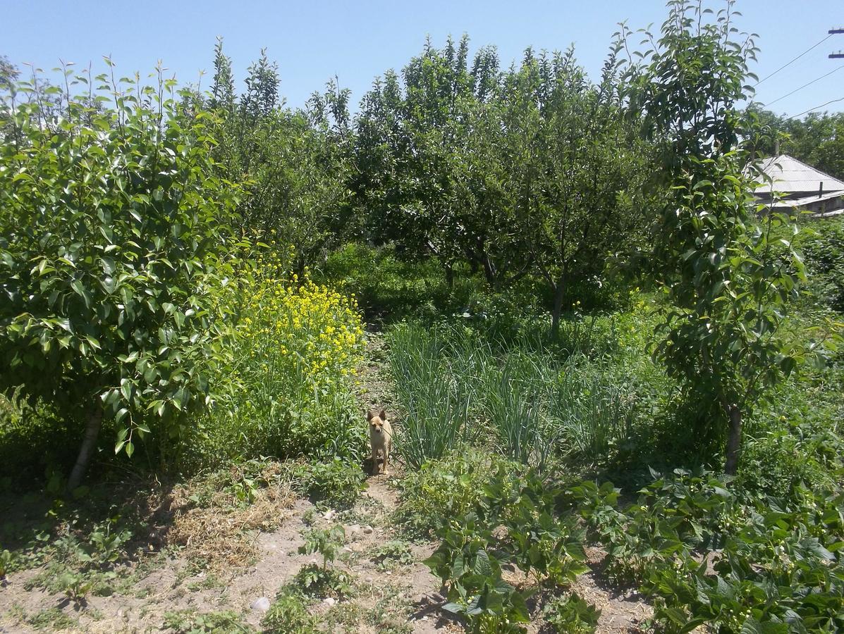 Issyk-Kul - Camping Grigoryevka Hotell Grigor'yevka Eksteriør bilde
